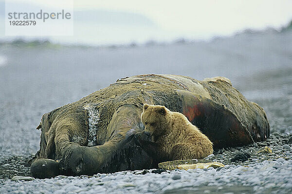 Grizzlybär (Ursus arctos horribilis) frisst einen gestrandeten Wal; Deadhorse  Alaska  Vereinigte Staaten von Amerika