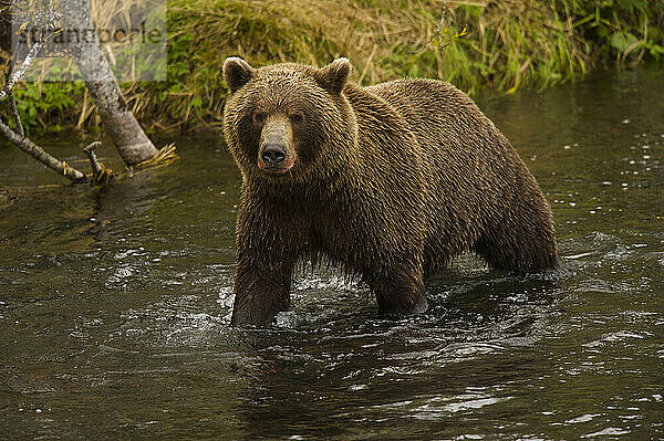 Kamtschatka-Braunbär (Ursus arctos beringianus) in einem Bach; Kronotsky Zapovednik  Kamtschatka  Russland