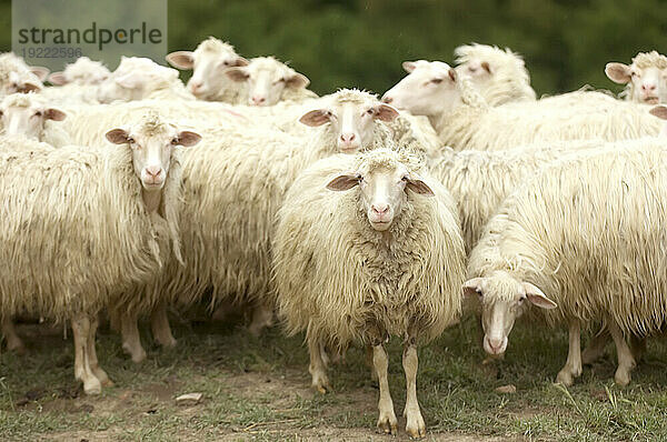 Schafherde (Ovis aries) versammelt sich auf einem Feld an den Hängen in der Nähe von Pienza  Toskana; Pienza  Toskana  Italien