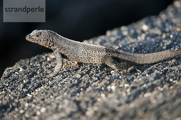 Nahaufnahme einer Galapagos-Lava-Eidechse (Microlophus albemarlensis) im Galapagos-Inseln-Nationalpark; Insel Fernandina  Galapagos-Inseln  Ecuador