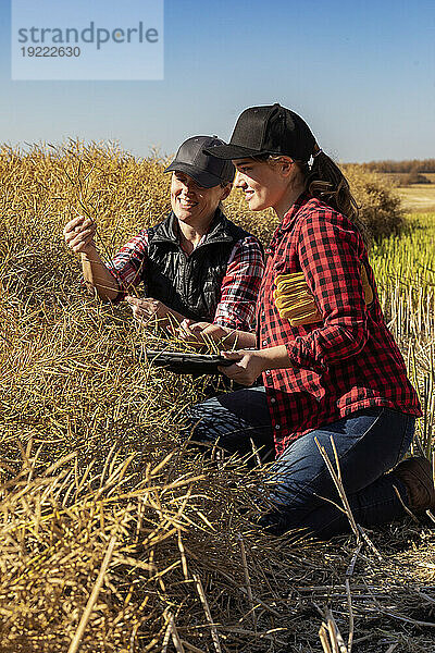 Eine Bäuerin sitzt auf den Feldern und bringt ihrem Lehrling moderne Anbautechniken für Rapspflanzen bei  die drahtlose Technologien und landwirtschaftliche Software nutzen. Alcomdale  Alberta  Kanada