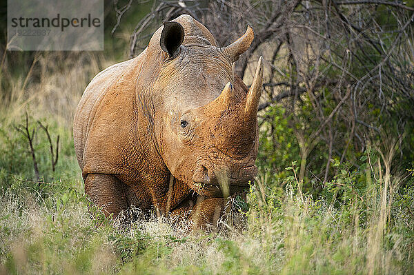 Südliches Breitmaulnashorn (Ceratotherium simum) im Madikwe Game Preserve; Südafrika