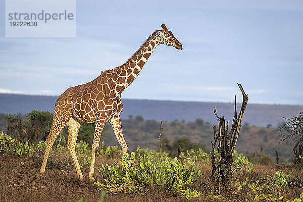 Netzgiraffe (Giraffa reticulata) durchquert die Savanne vor blauem Himmel mit goldenem Licht; Segera  Laikipia  Kenia