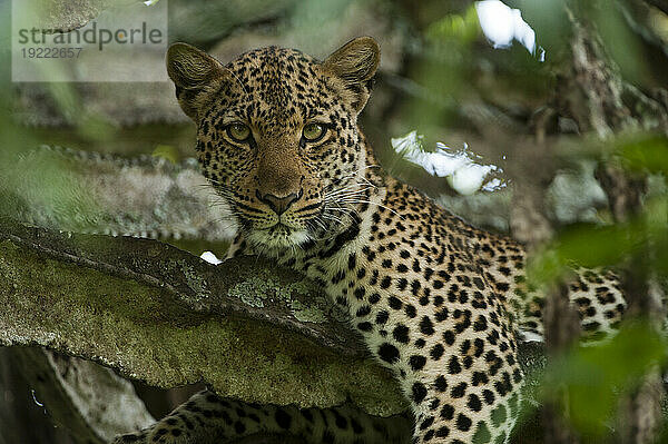 Junge Leopardin (Panthera pardus) ruht in einem Euphorbienbaum im Queen-Elizabeth-Nationalpark; Uganda