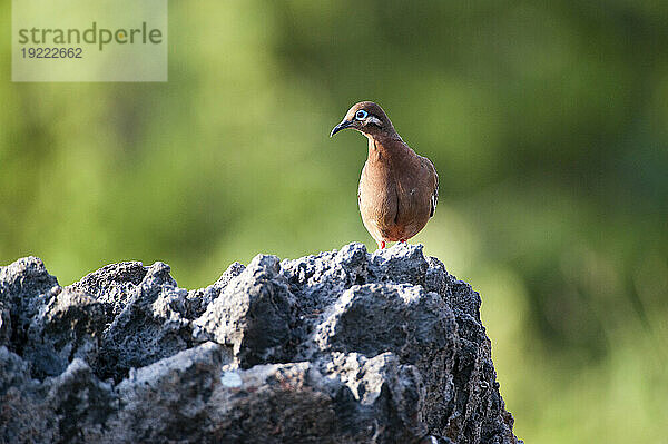 Galapagos-Taube (Zenaida galapagoensis) thront auf einem Felsen auf der Insel Espanola im Nationalpark der Galapagos-Inseln; Insel Espanola  Galapagos-Inseln  Ecuador