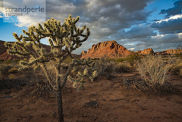 Wüstenbaum am Wanderweg durch den Snow Canyon  hinter dem Red Mountain Spa  im Red Cliffs Desert Reserve rund um St. George Town mit roten Felsklippen und trockenem Unterholz unter einem bewölkten  blauen Himmel; St. George  Utah  Vereinigte Staaten von Amerika