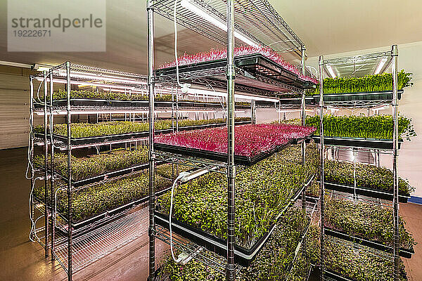 Eine Fülle von Mikrogrünpflanzen  die unter Licht auf einem städtischen Bauernhof wachsen; Edmonton  Alberta  Kanada