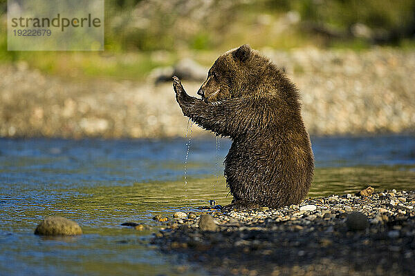 Braunbär der Alaska-Halbinsel (Ursus arctos gyas) badet in der Hallo Bay im Katmai National Park and Preserve  Alaska  USA; Alaska  Vereinigte Staaten von Amerika