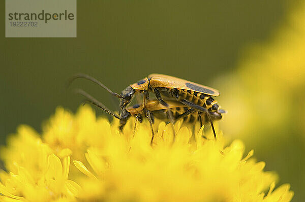 Soldatenkäfer (Chauliognathus pennsylvanicus) paaren sich auf Goldrute (Solidago); Denton  Nebraska  Vereinigte Staaten von Amerika