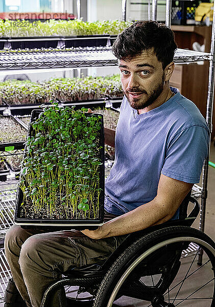 Geschäftsinhaber im Rollstuhl inspiziert unter Beleuchtung eine Vielzahl von Microgreens  die in Schalen wachsen; Edmonton  Alberta  Kanada