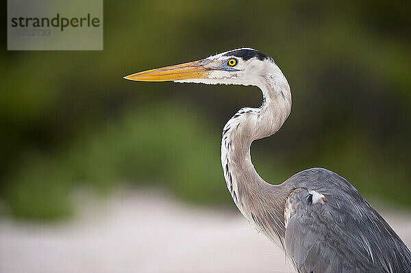 Großer Blaureiher (Ardea herodias) im Galapagos-Nationalpark; Galapagos-Inseln  Ecuador