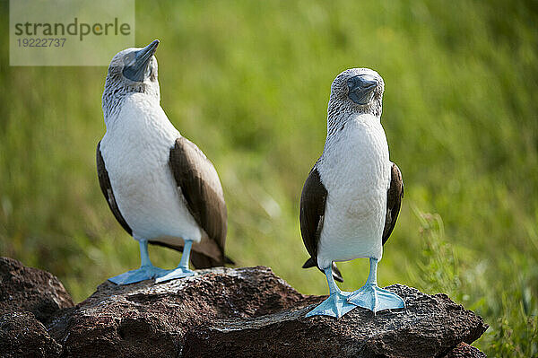 Zwei Blaufußtölpel (Sula nebouxii) stehen Seite an Seite auf einem Felsen im Galapagos-Inseln-Nationalpark; North Seymour Island  Galapagos-Inseln  Ecuador