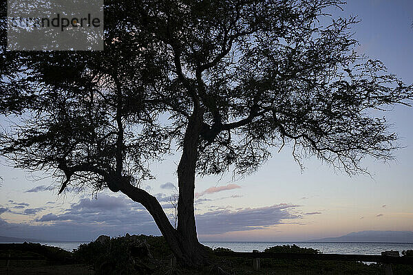Silhouette eines großen Baumes am Ufer des Kamaole 2 Beach in der Dämmerung; Kihei  Maui  Hawaii  Vereinigte Staaten von Amerika