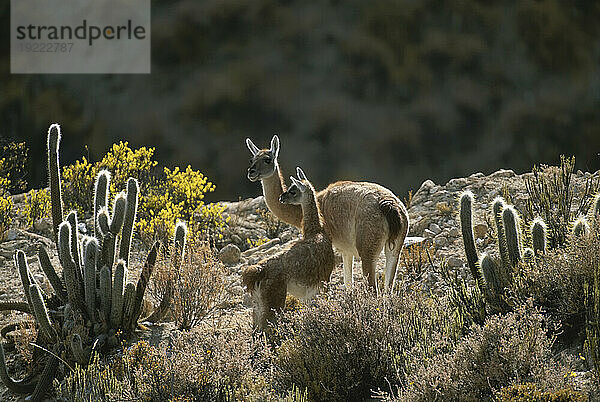 Guanakos (Lama guanicoe) in einer Höhe von zehntausend Fuß in den Anden; Chile