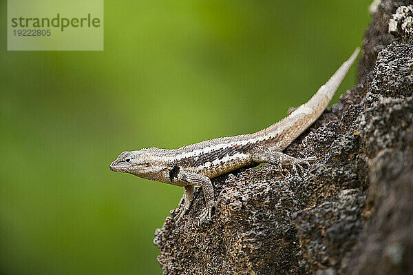 Männliche San-Cristobal-Lava-Eidechse (Microlophus bivittatus) im Galapagos-Inseln-Nationalpark; Insel San Cristobal  Galapagos-Inseln  Ecuador