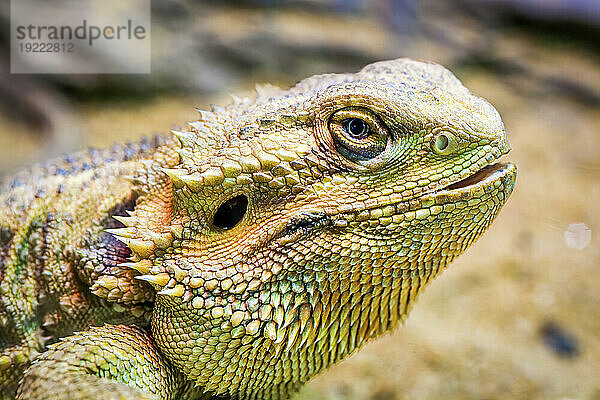 Nahaufnahmeporträt eines Bartagamen (Pogona sp.) in einem Zoo; Bangkok  Thailand