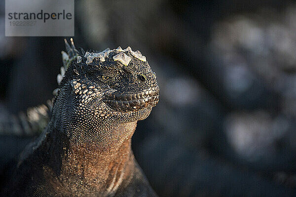 Nahaufnahme eines Meeresleguans (Amblyrhynchus cristatus) im Sonnenlicht im Galapagos-Inseln-Nationalpark; Insel Fernandina  Galapagos-Inseln  Ecuador