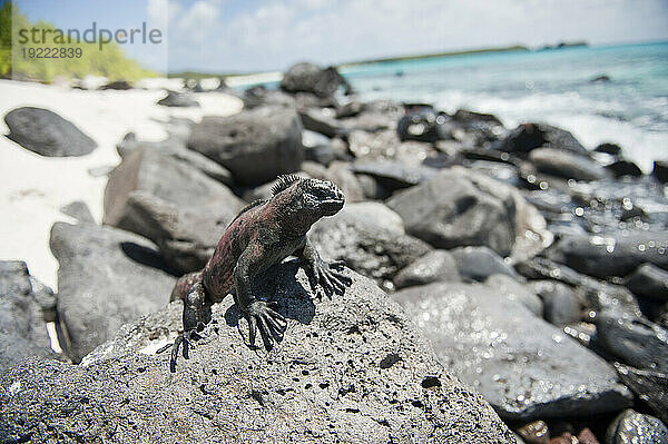 Espanola-Meeresleguan (Amblyrhynchus cristatus venustissimus) kriecht über Felsen an einem von Felsen gesäumten Strand im Galapas-Inseln-Nationalpark; Insel Espanola  Galapagos-Inseln  Ecuador