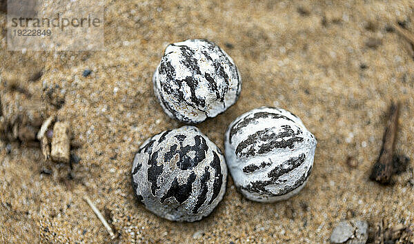 Nahaufnahme von getrockneten  schwarz-weiß gestreiften Kukui-Nüssen  die im Sand am Kamaole 2 Beach liegen und oft zur Herstellung traditioneller hawaiianischer Blumenkränze verwendet werden; Kihei  Maui  Hawaii  Vereinigte Staaten von Amerika