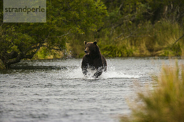 Kamtschatka-Braunbär (Ursus arctos beringianus) jagt Lachse in einem Bach; Kronotsky Zapovednik  Kamtschatka  Russland