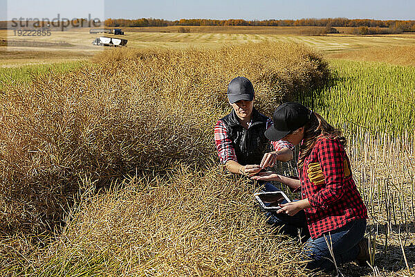 Eine Bäuerin sitzt auf den Feldern und bringt ihrem Lehrling moderne Anbautechniken für Rapspflanzen bei  die drahtlose Technologien und landwirtschaftliche Software nutzen. Alcomdale  Alberta  Kanada