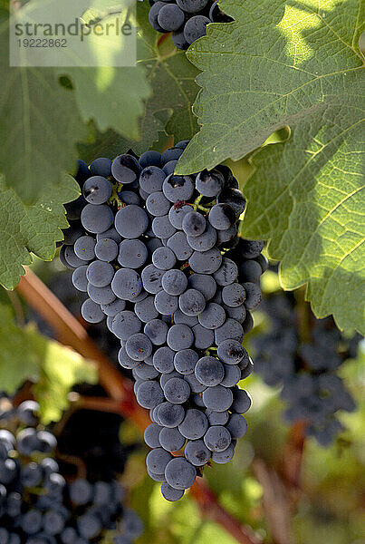 Wunderschöne Trauben am Weinstock im Sonnenlicht im Napa Valley in Kalifornien  USA; Napa  Kalifornien  Vereinigte Staaten von Amerika