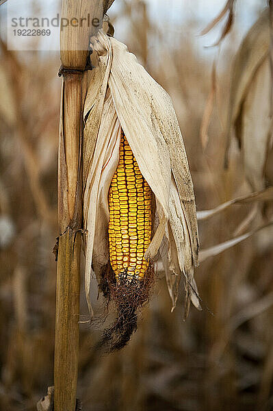 Mais wartet auf die Ernte; Roca  Nebraska  Vereinigte Staaten von Amerika