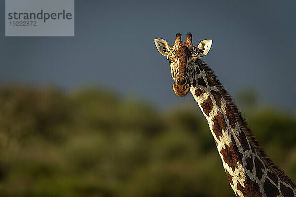 Nahaufnahme des Kopfes und Halses einer Netzgiraffe (Giraffa reticulata) in warmem Licht; Segera  Laikipia  Kenia