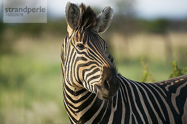 Burchell-Zebra (Equus quagga burchellii) im Madikwe Game Reserve  Südafrika; Südafrika