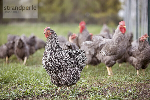 Barred Plymouth Rock Chickens aus Freilandhaltung auf einer Farm in Kansas  USA; Elgin  Kansas  Vereinigte Staaten von Amerika