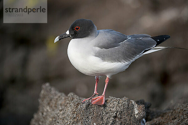 Schwalbenschwanzmöwe (Creagrus furcatus) im Galapagos-Inseln-Nationalpark; Tower Island  Galapagos-Inseln  Ecuador