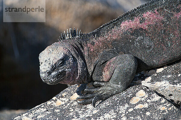 Espanola-Meeresleguan (Amblyrhynchus cristatus venustissimus) thront auf einem Felsen im Galapagos-Inseln-Nationalpark; Insel Espanola  Galapagos-Inseln  Ecuador