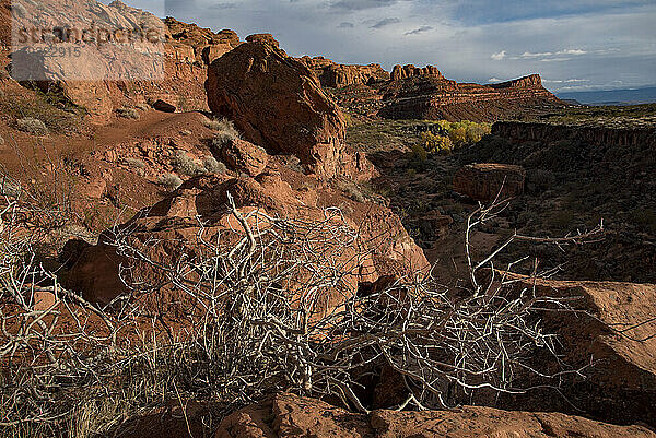 Wanderweg durch den Johnson Canyon  Teil des Snow Canyon State Park  hinter dem Red Mountain Spa rund um St. George Town mit trockenen Büschen  die aus den roten Felsklippen ragen; St. George  Utah  Vereinigte Staaten von Amerika