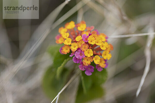 Nahaufnahme leuchtend rosa und gelber Lantana-Blüten (Lantana camara) in West Maui; Maui  Hawaii  Vereinigte Staaten von Amerika