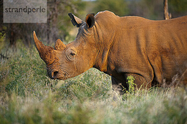 Südliches Breitmaulnashorn (Ceratotherium simum) im Madikwe Game Preserve; Südafrika