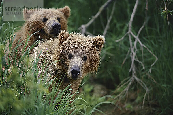 Zwei Grizzlybärenjunge (Ursus arctos horribilis) lugen hinter einem Grasbüschel hervor  Katmai-Nationalpark  Alaska  USA; Alaska  Vereinigte Staaten von Amerika