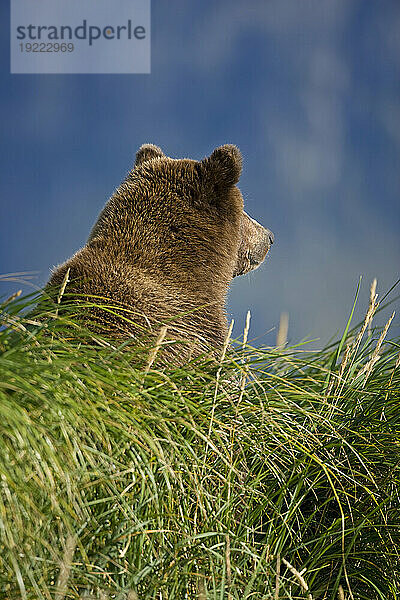 Rückseite des pelzigen Kopfes eines Braunbären (Ursus arctos) im Katmai Nationalpark  Alaska  USA; Alaska  Vereinigte Staaten von Amerika