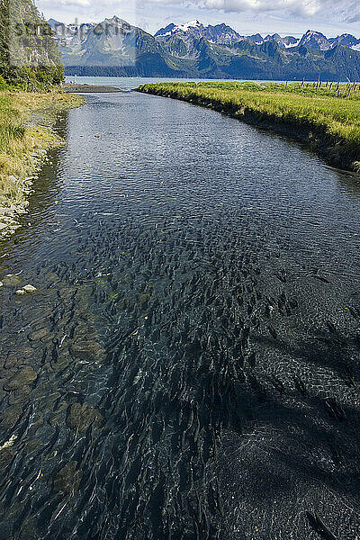 Lachse schwimmen im Tonsina Creek auf der Kenai-Halbinsel  Alaska  USA; Alaska  Vereinigte Staaten von Amerika