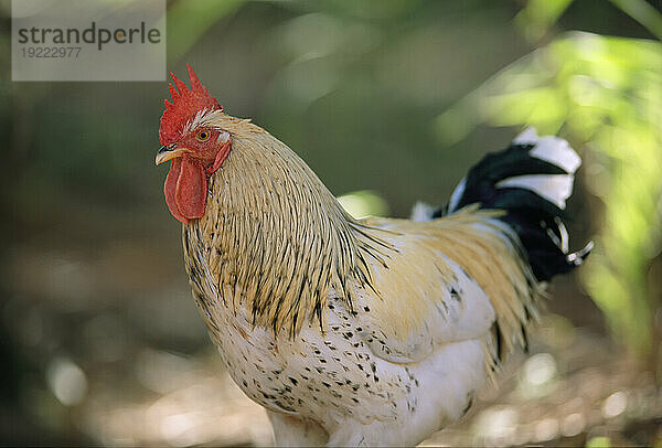 Nahaufnahme Porträt eines Hahns (Gallus Domesticus); Brasilien