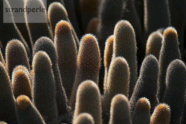 Nahaufnahme eines Lavakaktus (Brachycereus Nesioticus) auf der Insel Fernandina im Galapagos-Nationalpark; Insel Fernandina  Galapagos-Inseln  Ecuador