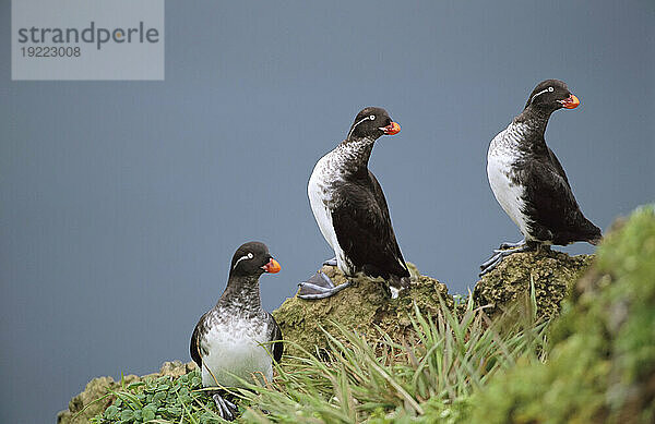 Trio von Sittich-Auklets (Cyclorrhynchus psittacula) im Brutkleid; St. George Island  Pribilof Islands  Alaska  Vereinigte Staaten von Amerika