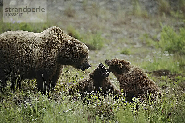 Mutter Grizzlybär (Ursus arctos horribilis) sieht zu  wie ihre beiden Jungen weiter spielen und kämpfen; Larson Bay  Alaska  Vereinigte Staaten von Amerika