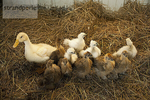 Junge Ente (Anas platyrhynchos Domesticus) und Küken (Gallus gallus Domesticus) in einem Heubett; Denton  Nebraska  Vereinigte Staaten von Amerika