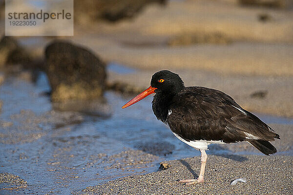 Amerikanischer Austernfischer (Haematopus palliatus) am Ufer der Insel Santa Cruz im Nationalpark Galapagos-Inseln; Insel Santa Cruz  Galapagos-Inseln  Ecuador