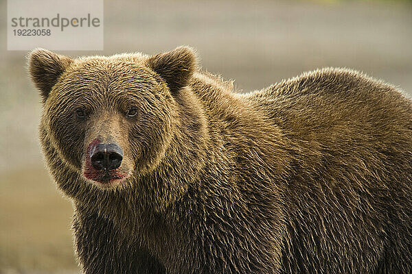 Braunbär der Alaska-Halbinsel (Ursus arctos gyas) nach der Fütterung in der Hallo Bay im Katmai National Park and Preserve  Alaska  USA; Alaska  Vereinigte Staaten von Amerika