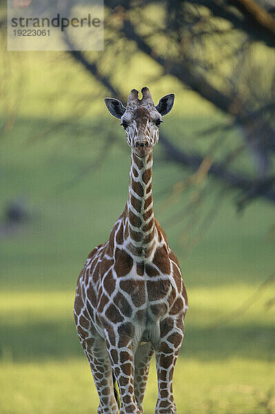 Porträt einer Netzgiraffe (Giraffa reticulata) in einem Zoo; Glen Rose  Texas  Vereinigte Staaten von Amerika