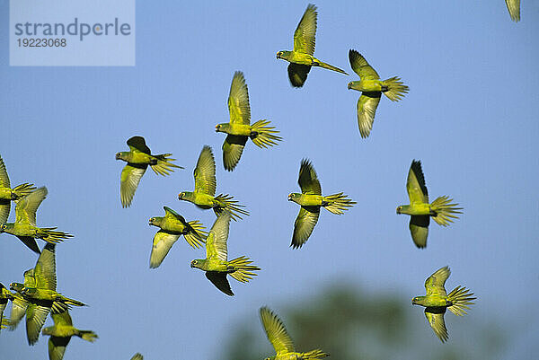 Schwarm fliegender Pfirsichsittiche (Eupsittula aurea) vor blauem Himmel; Pantanal  Brasilien