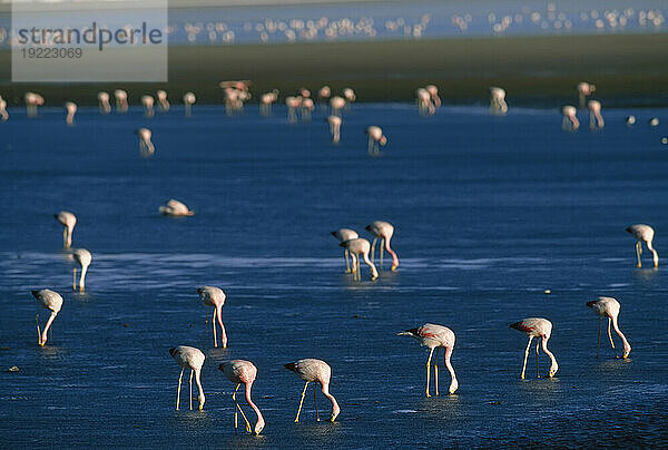 Schwarm wandernder chilenischer Flamingos (Phoenicopterus chilensis) auf Nahrungssuche in der Laguna Colorada; Atacama-Wüste  Bolivien