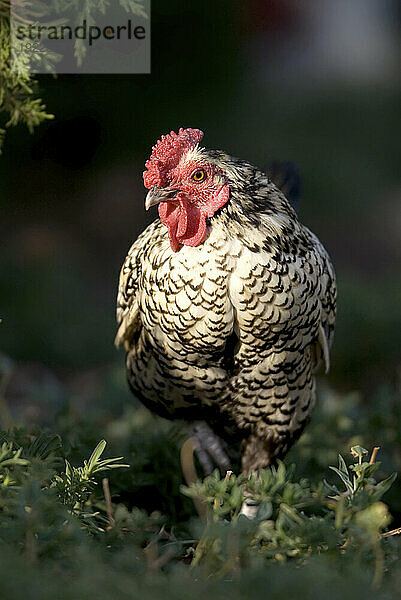 Nahaufnahme eines Huhns (Gallus gallus Domesticus)  das im Sonnenlicht auf einer Schweinefarm steht; Greenleaf  Kansas  Vereinigte Staaten von Amerika