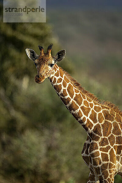 Nahaufnahmeporträt einer Netzgiraffe (Giraffa reticulata)  die in warmem Licht in die Kamera starrt; Segera  Laikipia  Kenia